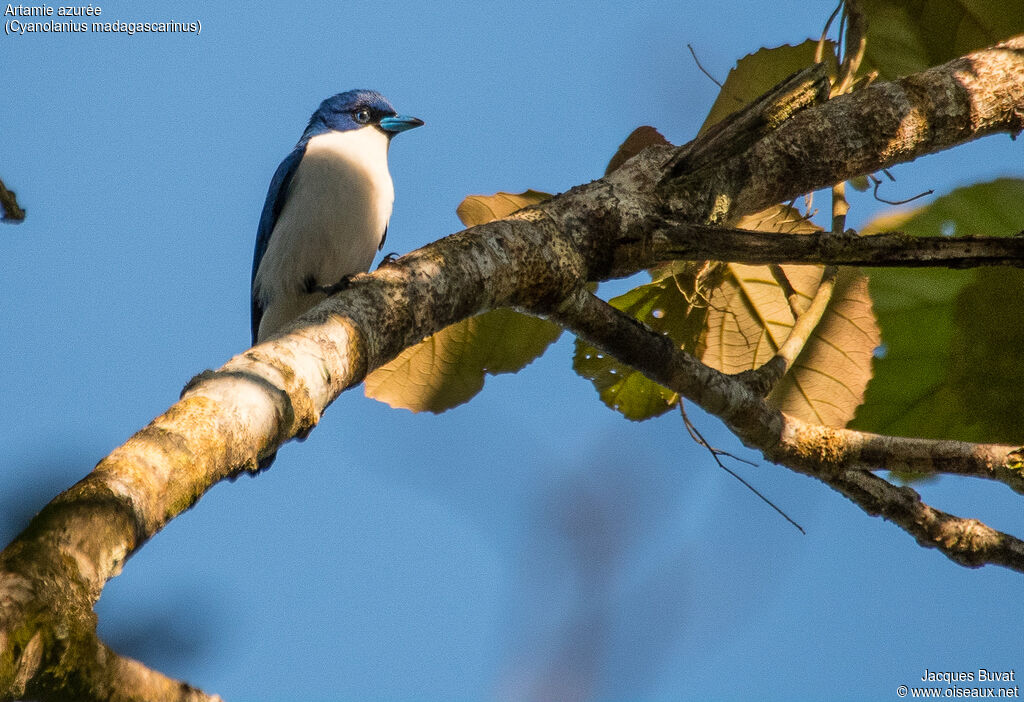 Madagascar Blue Vangaadult