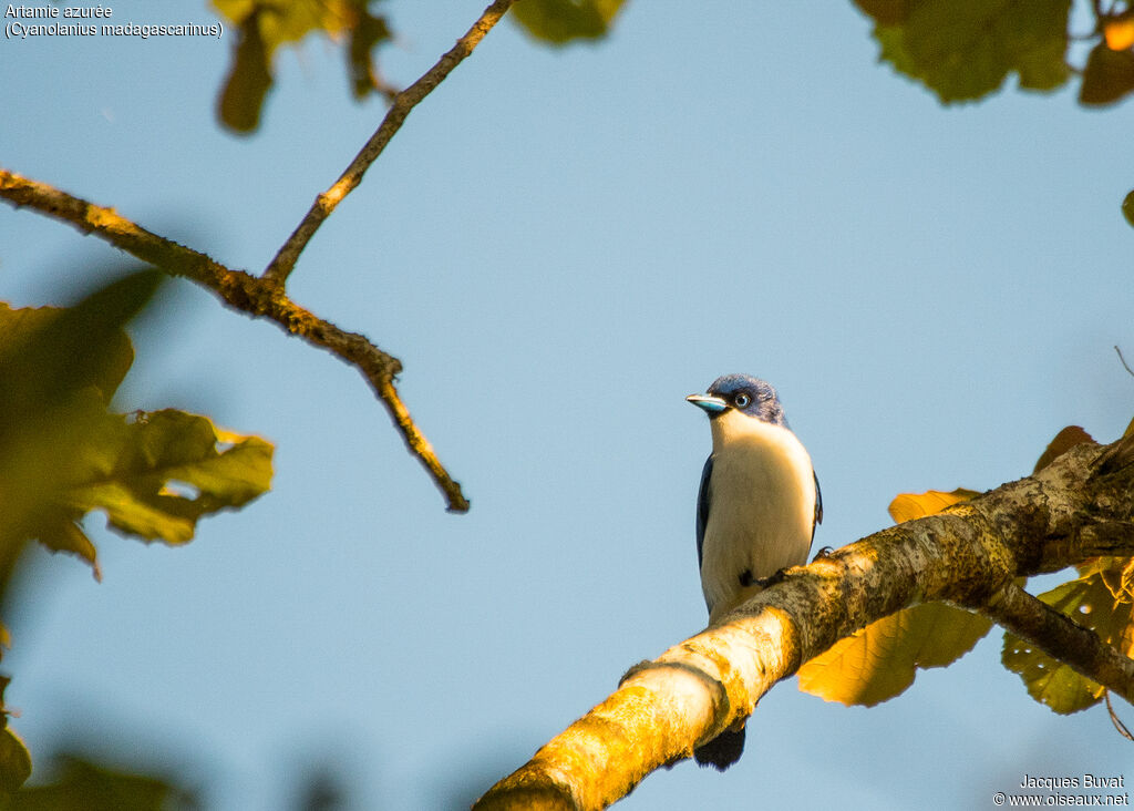 Madagascar Blue Vangaadult