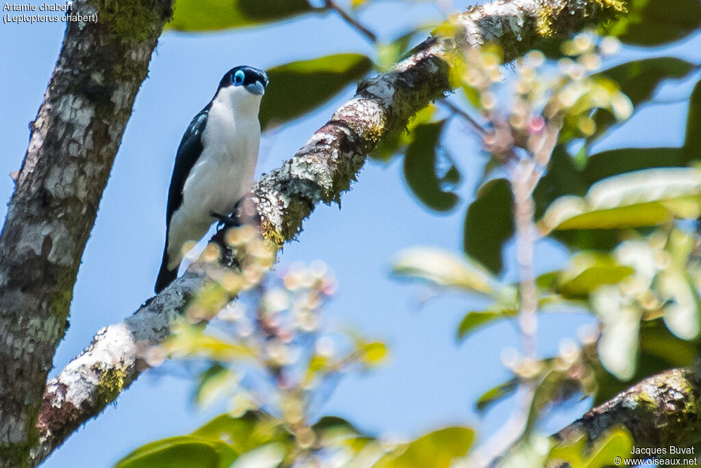 Chabert Vanga male adult