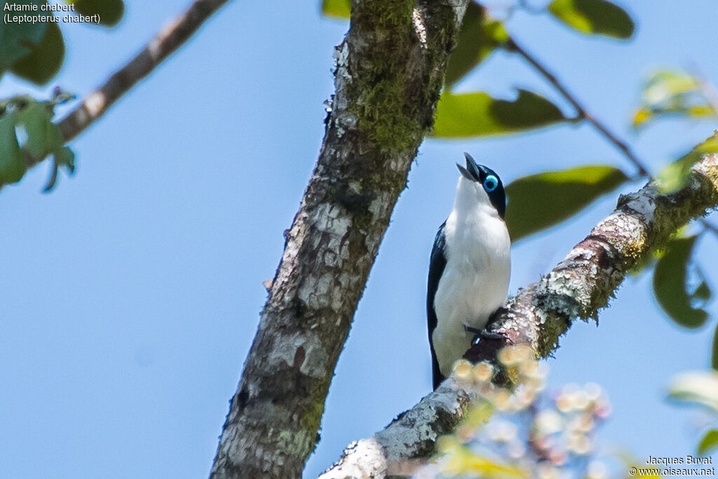 Chabert Vanga male adult