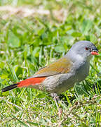 Swee Waxbill