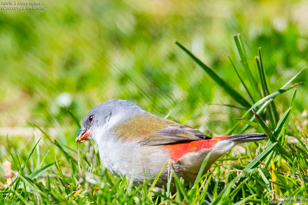 Swee Waxbill female adult