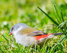 Swee Waxbill