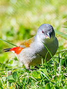 Swee Waxbill