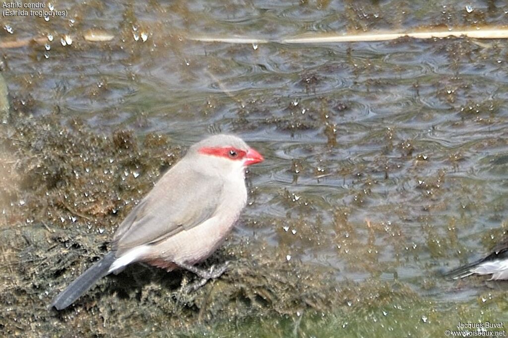 Black-rumped Waxbill female adult