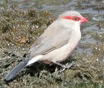 Black-rumped Waxbill