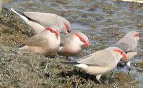 Black-rumped Waxbill