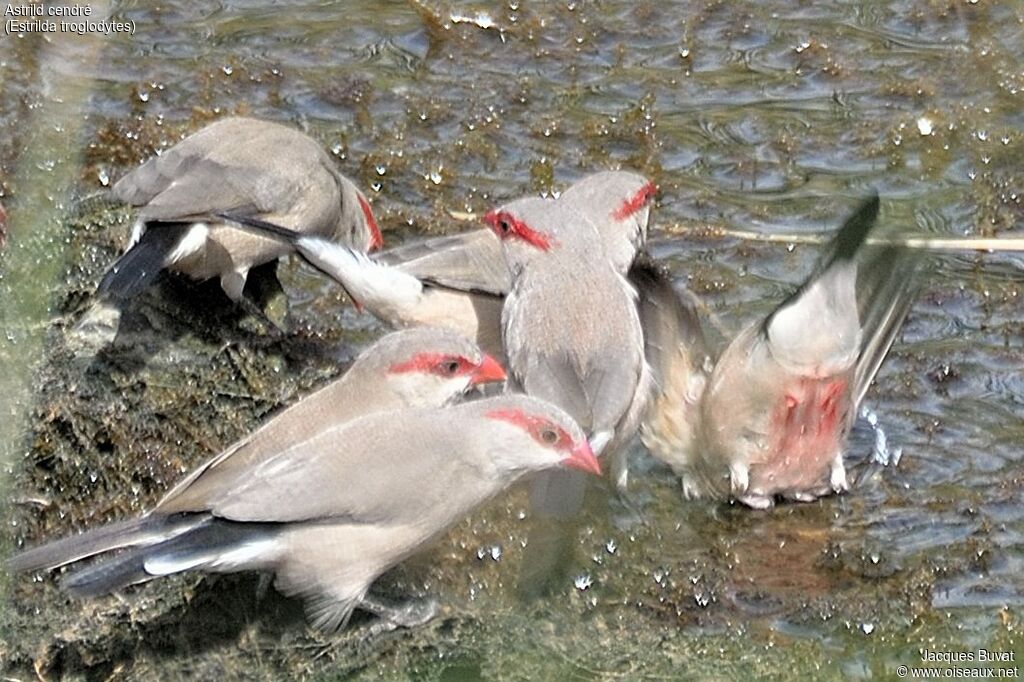 Black-rumped Waxbilladult, aspect, pigmentation, drinks, Behaviour