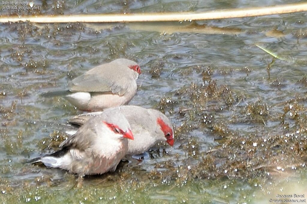 Black-rumped Waxbill, aspect, pigmentation, Behaviour