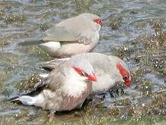 Black-rumped Waxbill