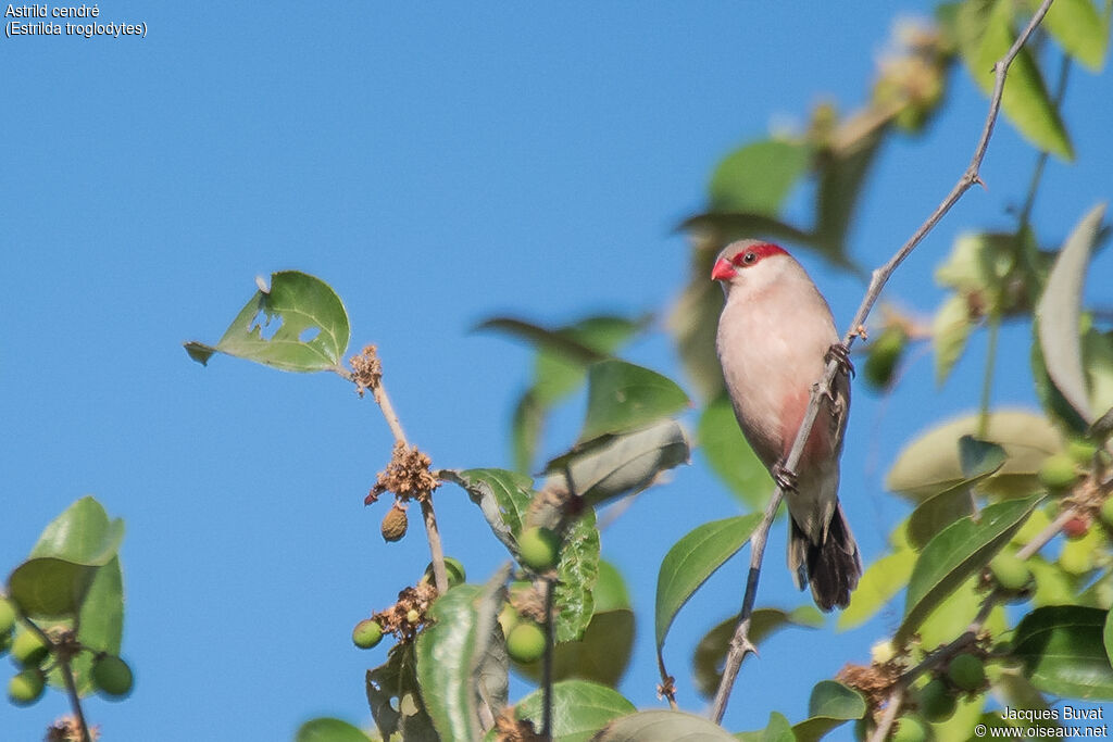 Black-rumped Waxbill male adult