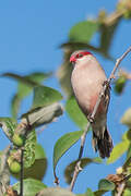 Black-rumped Waxbill