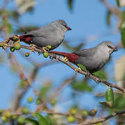 Lavender Waxbill