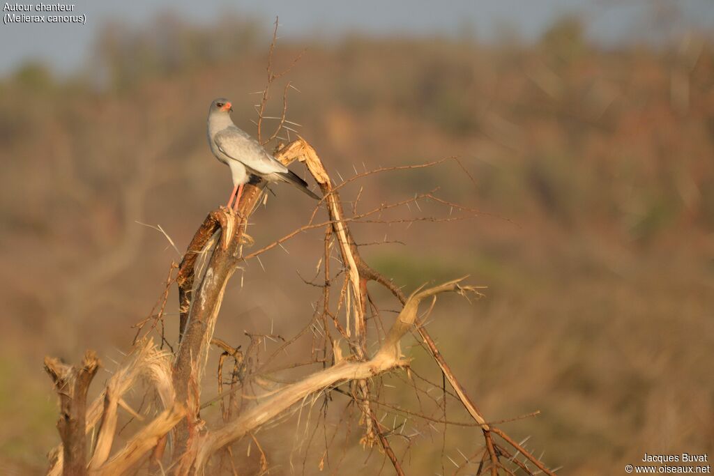 Pale Chanting Goshawkadult