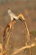 Pale Chanting Goshawk