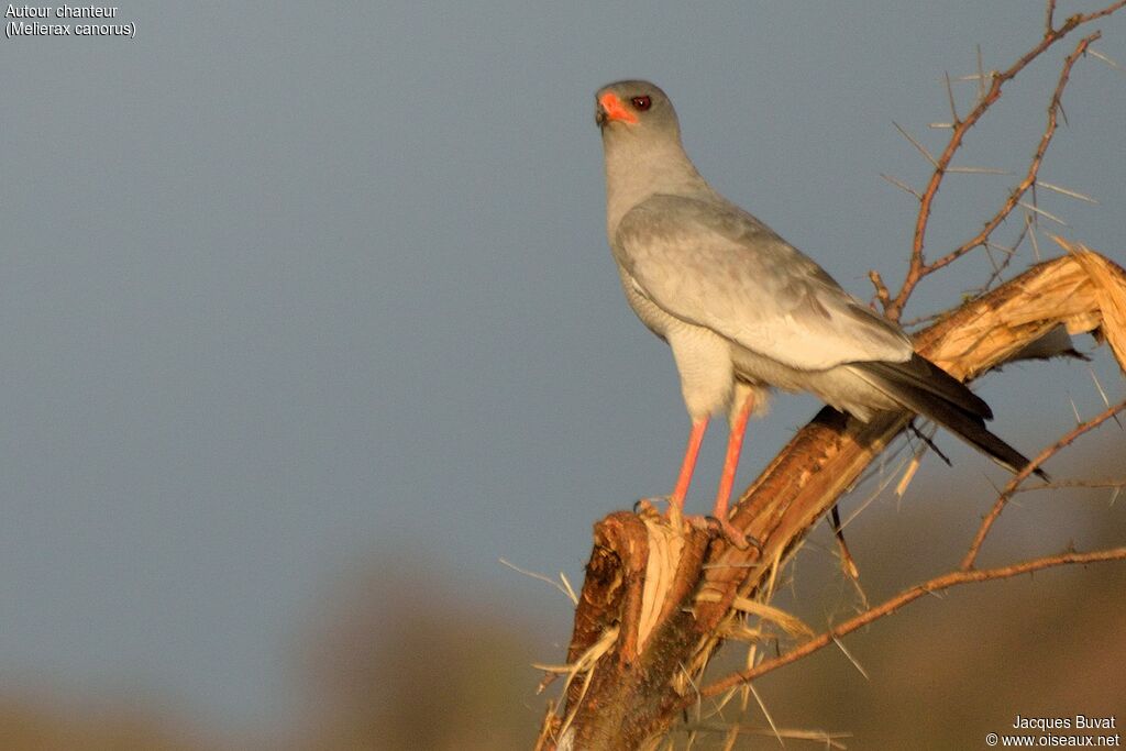 Pale Chanting Goshawkadult