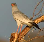 Pale Chanting Goshawk