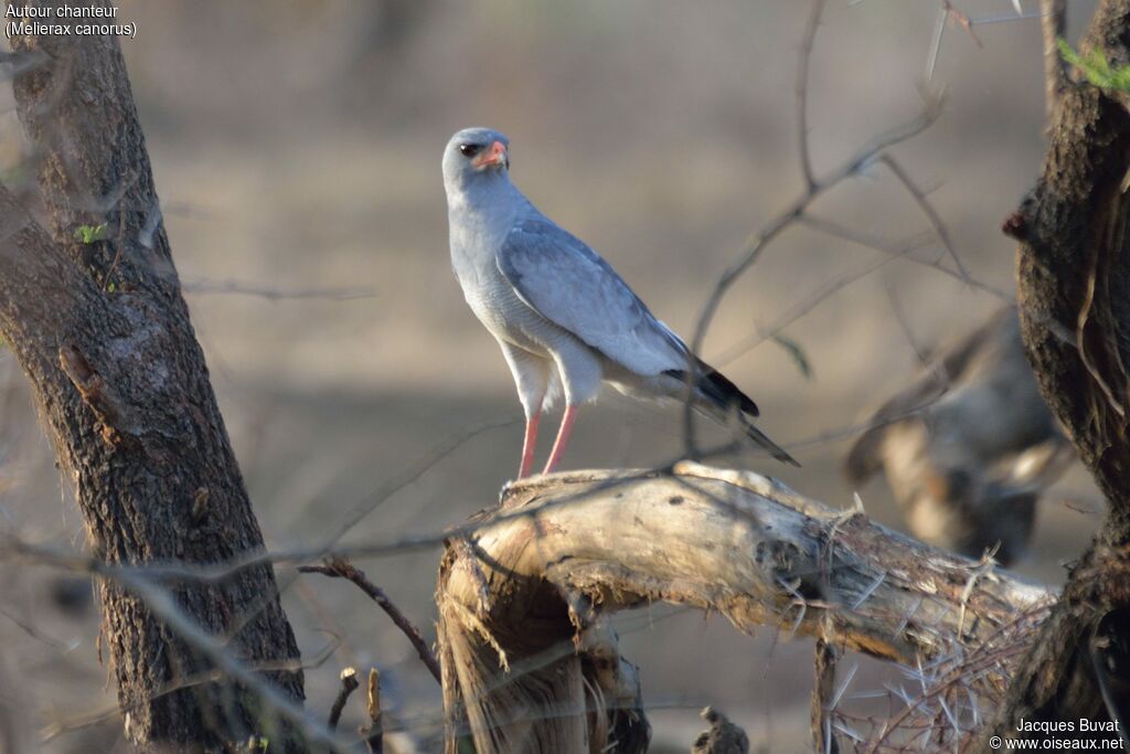 Pale Chanting Goshawkadult