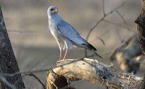 Pale Chanting Goshawk