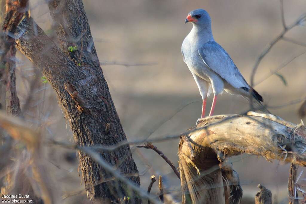 Pale Chanting Goshawkadult, identification