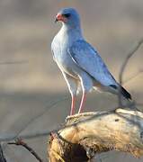 Pale Chanting Goshawk