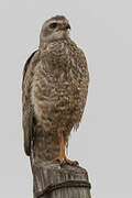 Pale Chanting Goshawk