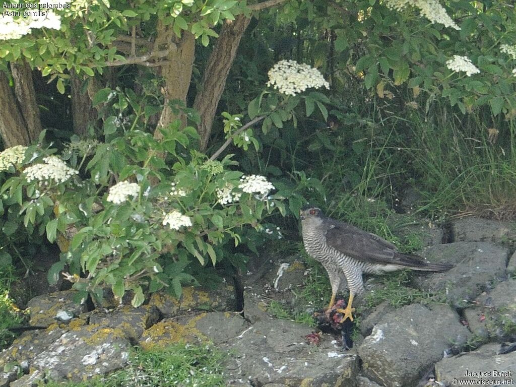 Northern Goshawkadult