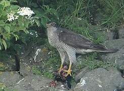 Eurasian Goshawk