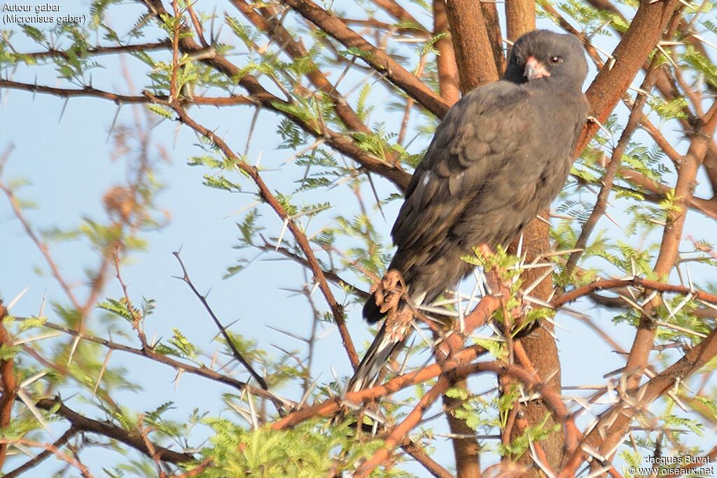 Gabar Goshawkadult