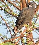 Gabar Goshawk