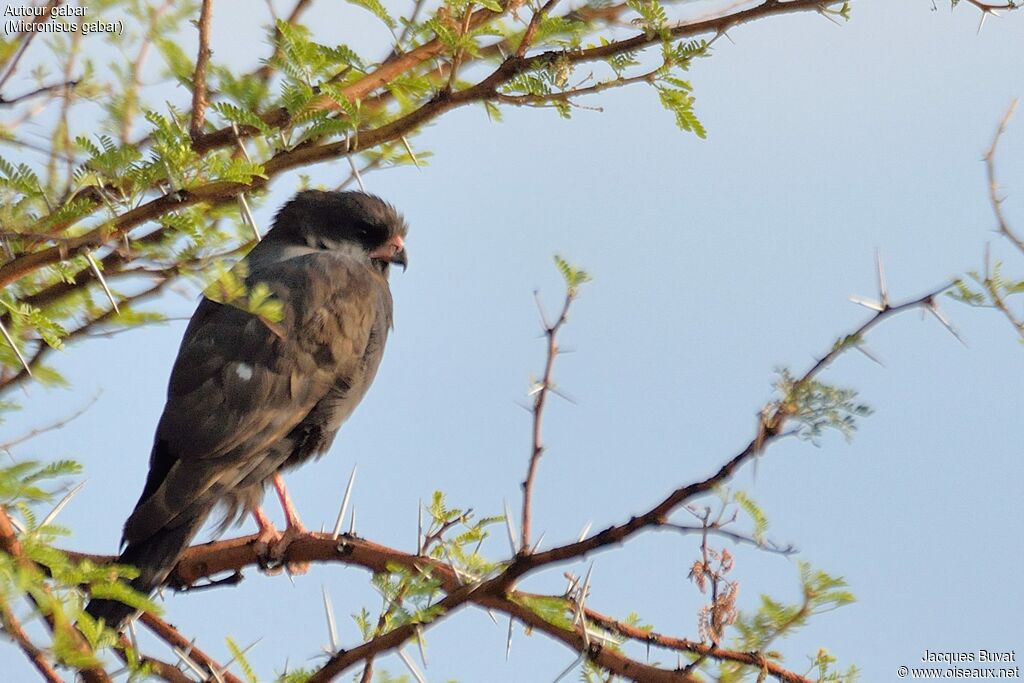 Gabar Goshawkadult