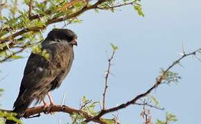 Gabar Goshawk