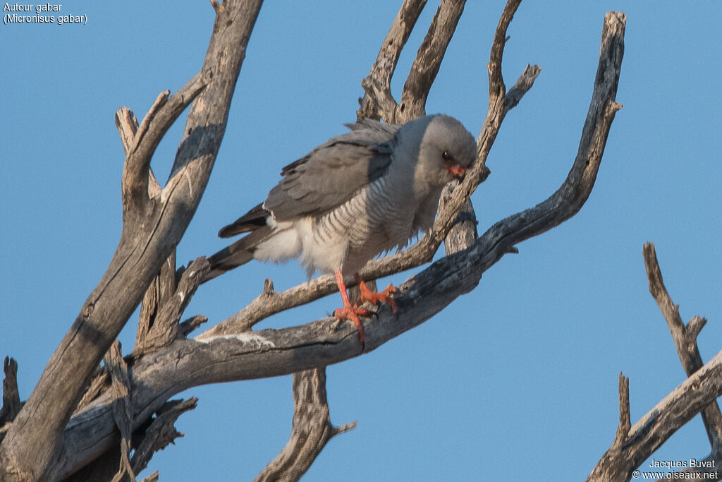 Gabar Goshawkadult