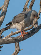 Gabar Goshawk