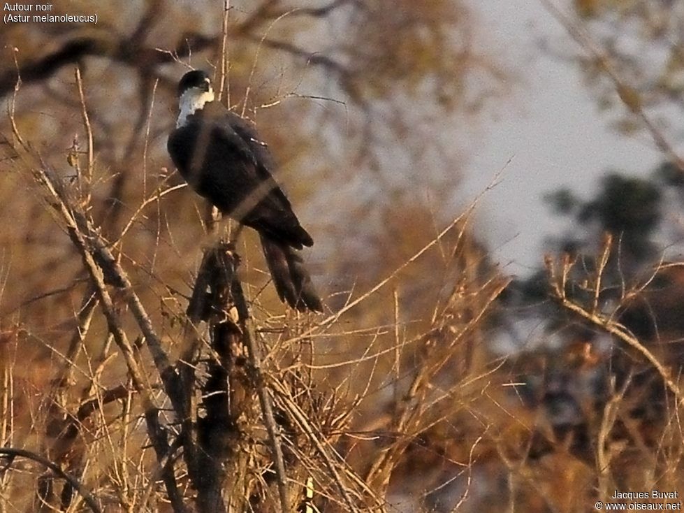 Black Sparrowhawkadult breeding, habitat, aspect, pigmentation