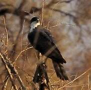 Black Sparrowhawk