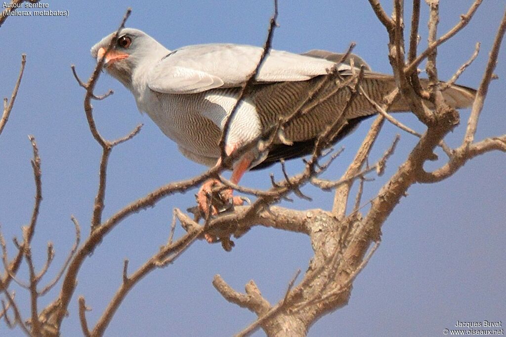 Dark Chanting Goshawkadult