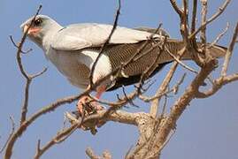 Dark Chanting Goshawk