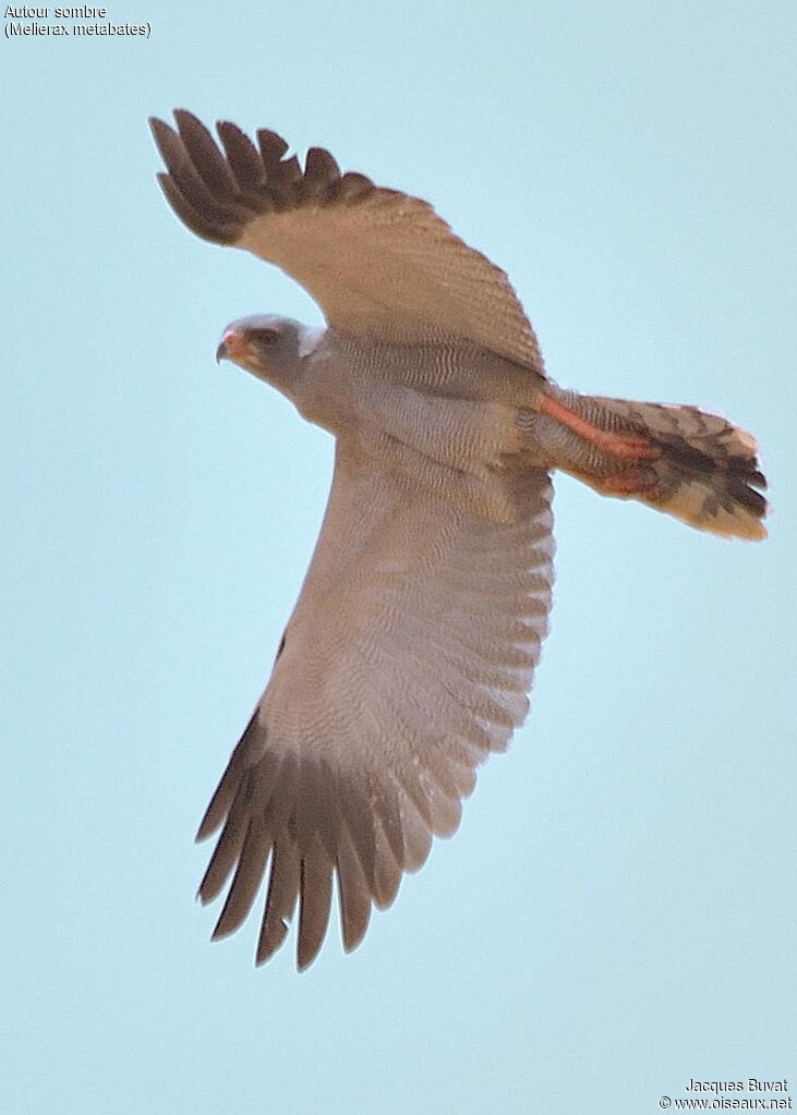 Dark Chanting Goshawkadult