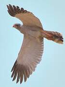 Dark Chanting Goshawk