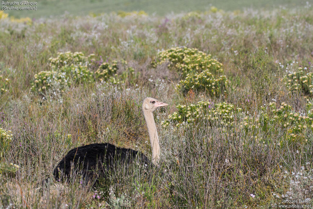 Common Ostrich male adult