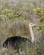 Common Ostrich