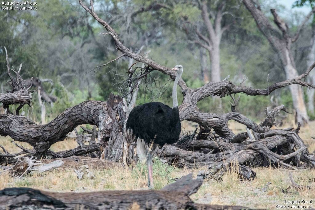 Common Ostrich male adult post breeding, habitat, aspect, pigmentation, walking