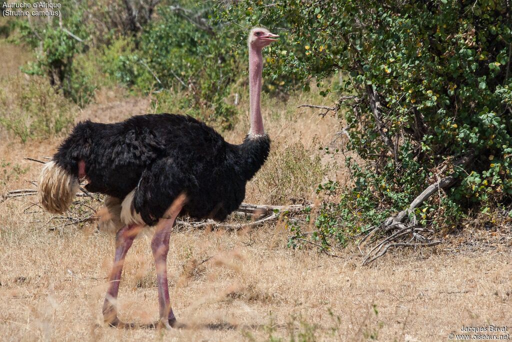 Common Ostrich male adult breeding, close-up portrait, aspect, pigmentation