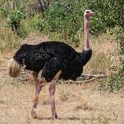 Common Ostrich