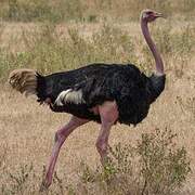 Common Ostrich