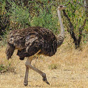 Common Ostrich