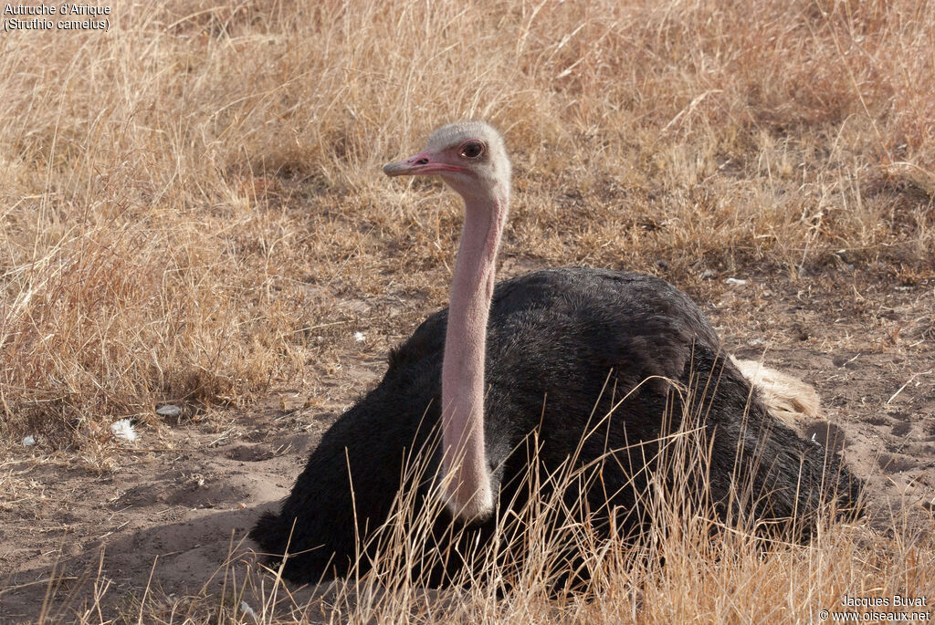 Common Ostrich