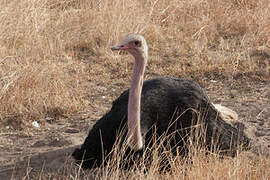 Common Ostrich