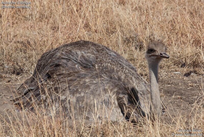 Common Ostrich female adult breeding, close-up portrait, aspect, pigmentation, Reproduction-nesting